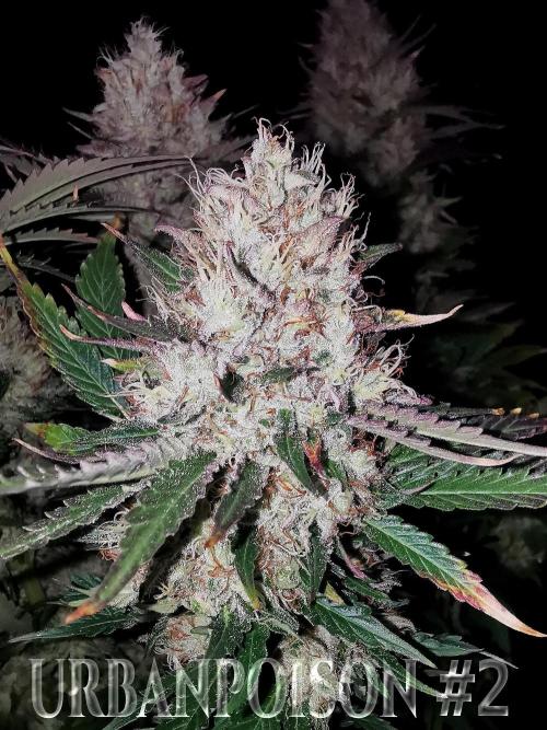 URBAN POISON, GreenWay Solutions.. Week 14 - Nº2