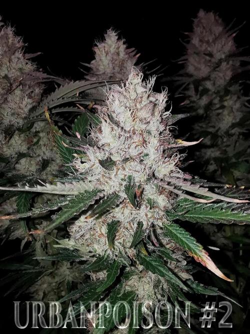 URBAN POISON, GreenWay Solutions.. Week 14 - Nº2 s