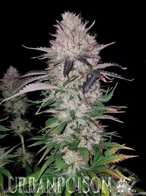 URBAN POISON, GreenWay Solutions.. Week 14 - Nº2 s