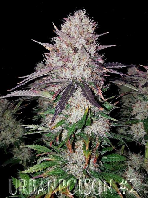 URBAN POISON, GreenWay Solutions.. Week 14 - Nº2 s