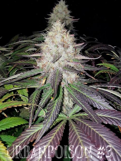 URBAN POISON, GreenWay Solutions.. Week 14 - Nº3 s