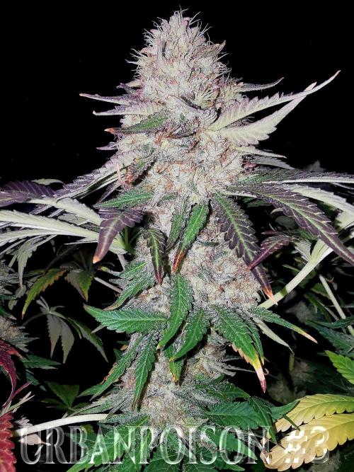 URBAN POISON, GreenWay Solutions.. Week 14 - Nº3 s