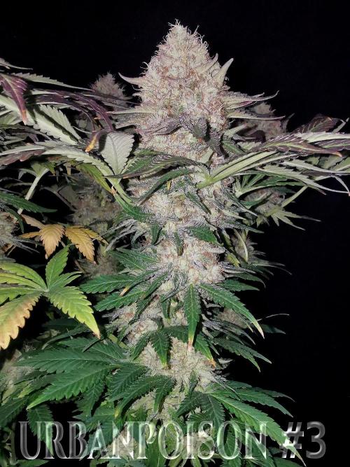 URBAN POISON, GreenWay Solutions.. Week 14 - Nº3 s