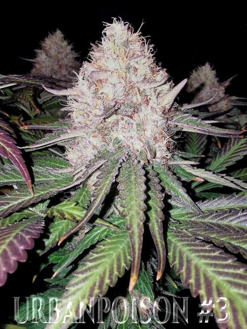 URBAN POISON, GreenWay Solutions.. Week 14 - Nº3 s