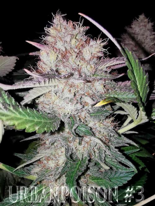 URBAN POISON, GreenWay Solutions.. Week 14 - Nº3