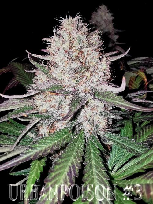 URBAN POISON, GreenWay Solutions.. Week 14 - Nº3