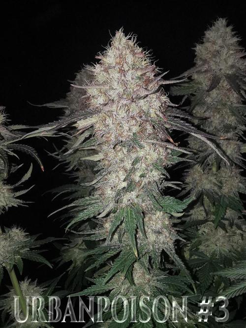 URBAN POISON, GreenWay Solutions.. Week 14 - Nº3