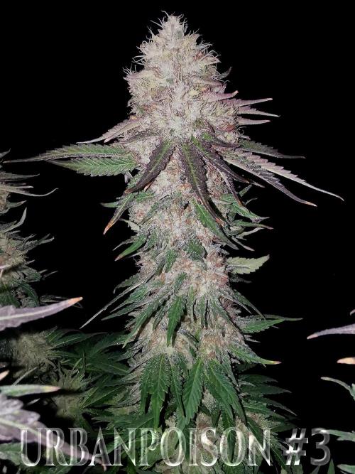 URBAN POISON, GreenWay Solutions.. Week 14 - Nº3