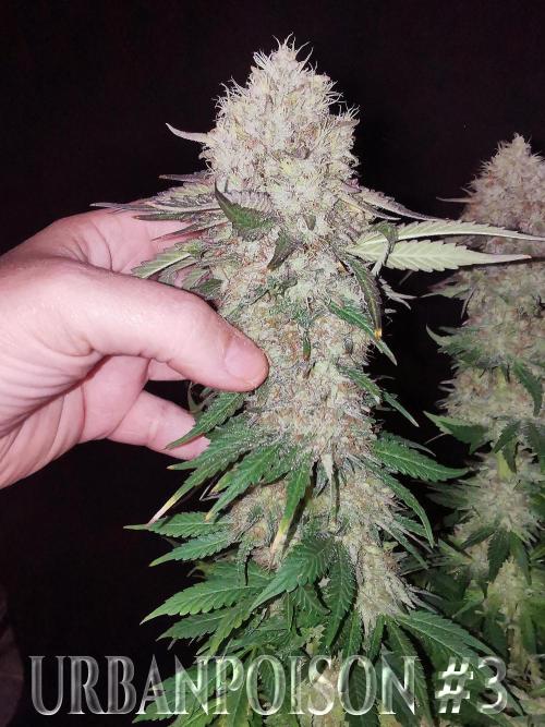 URBAN POISON, GreenWay Solutions.. Week 14 - Nº3 s