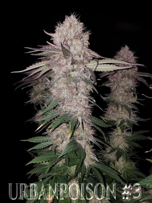 URBAN POISON, GreenWay Solutions.. Week 14 - Nº3