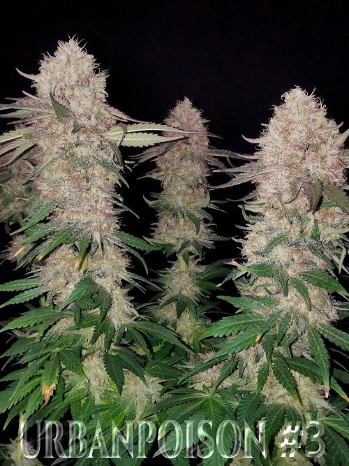 URBAN POISON, GreenWay Solutions.. Week 14 - Nº3 s