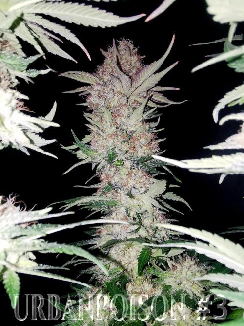 URBAN POISON, GreenWay Solutions.. Week 14 - Nº3 s