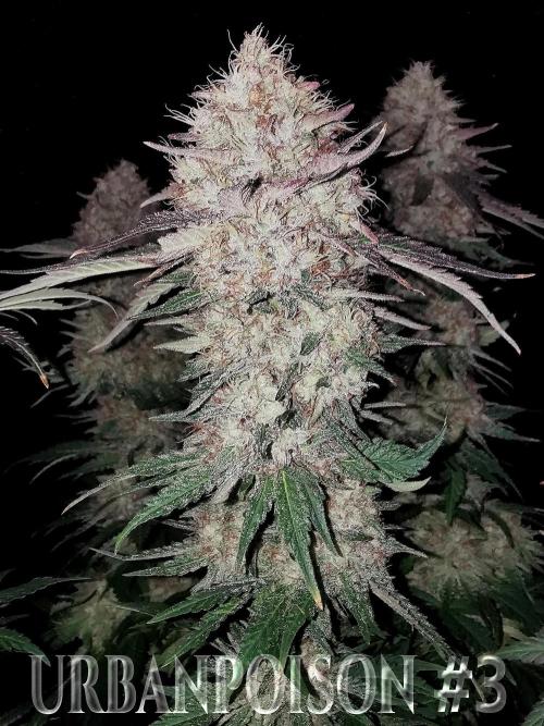 URBAN POISON, GreenWay Solutions.. Week 14 - Nº3 s