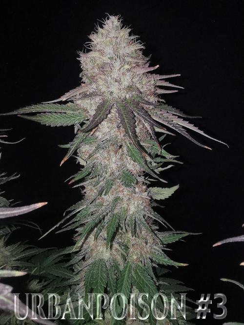 URBAN POISON, GreenWay Solutions.. Week 14 - Nº3