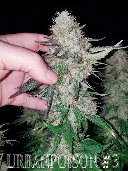 URBAN POISON, GreenWay Solutions.. Week 14 - Nº3 s