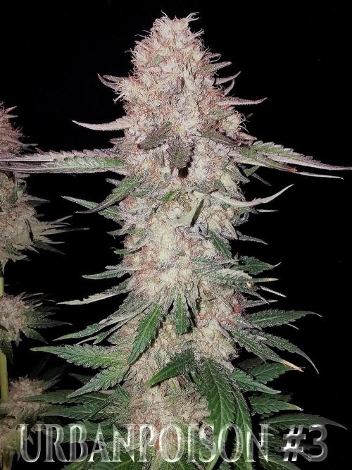 URBAN POISON, GreenWay Solutions.. Week 14 - Nº3 s