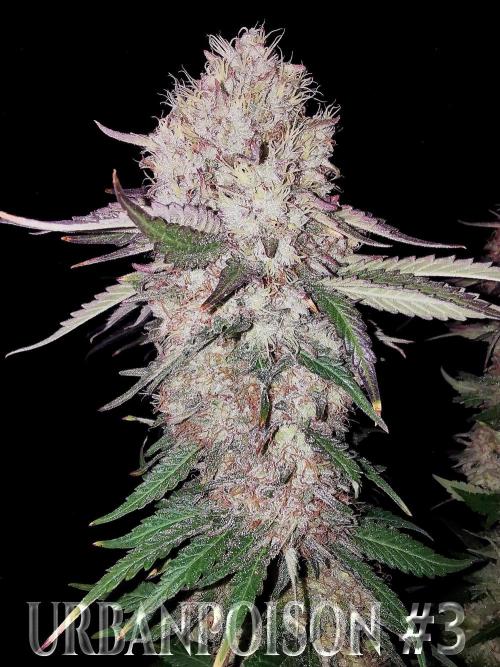 URBAN POISON, GreenWay Solutions.. Week 14 - Nº3