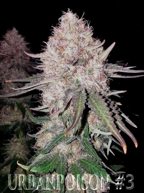 URBAN POISON, GreenWay Solutions.. Week 14 - Nº3