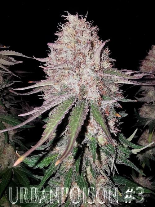 URBAN POISON, GreenWay Solutions.. Week 14 - Nº3