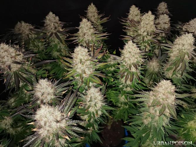 URBAN POISON, GreenWay Solutions.. Week 14