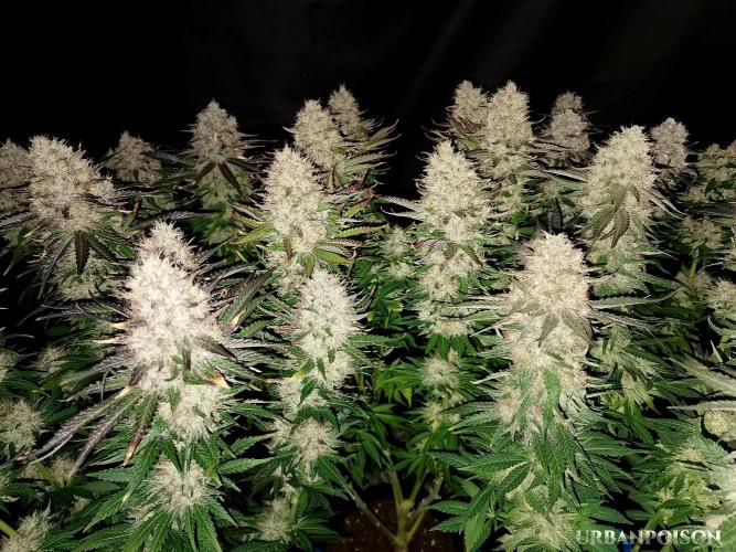 URBAN POISON, GreenWay Solutions.. Week 14