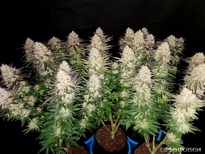 URBAN POISON, GreenWay Solutions.. Week 14