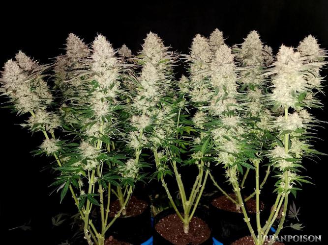 URBAN POISON, GreenWay Solutions.. Week 14