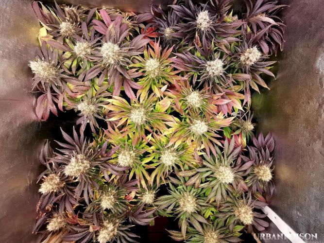 URBAN POISON, GreenWay Solutions.. Week 14