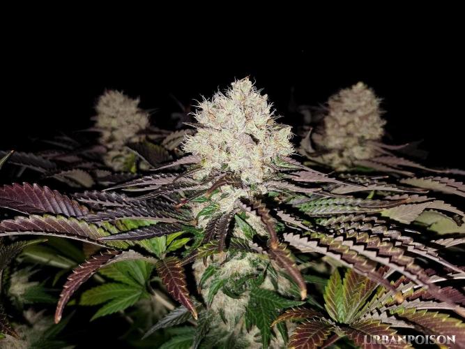 URBAN POISON, GreenWay Solutions.. Week 14 - nº6