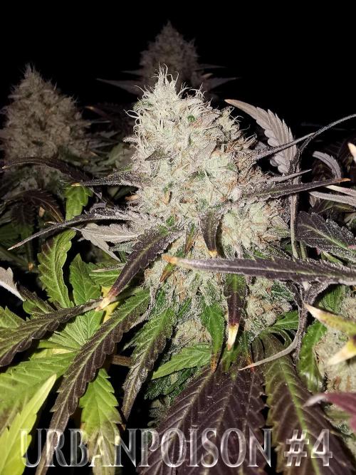 URBAN POISON, GreenWay Solutions.. Week 14 - Nº4 s