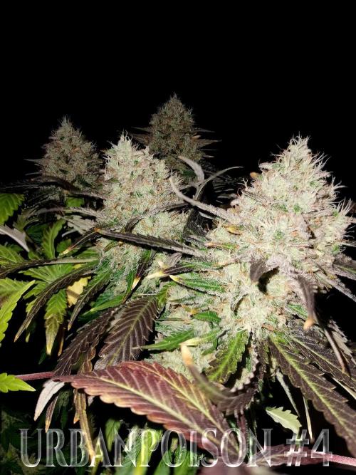 URBAN POISON, GreenWay Solutions.. Week 14 - Nº4 s