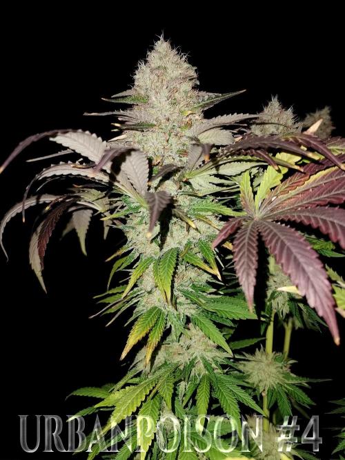 URBAN POISON, GreenWay Solutions.. Week 14 - Nº4 s