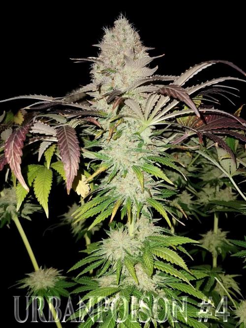 URBAN POISON, GreenWay Solutions.. Week 14 - Nº4 s