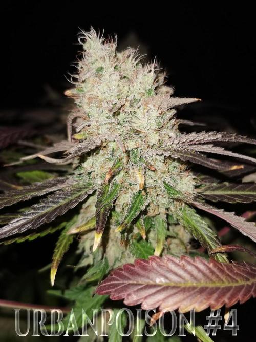 URBAN POISON, GreenWay Solutions.. Week 14 - Nº4 s