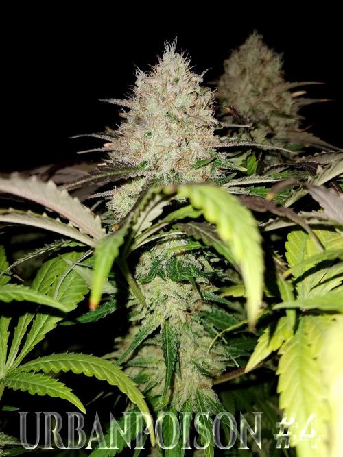 URBAN POISON, GreenWay Solutions.. Week 14 - Nº4 s