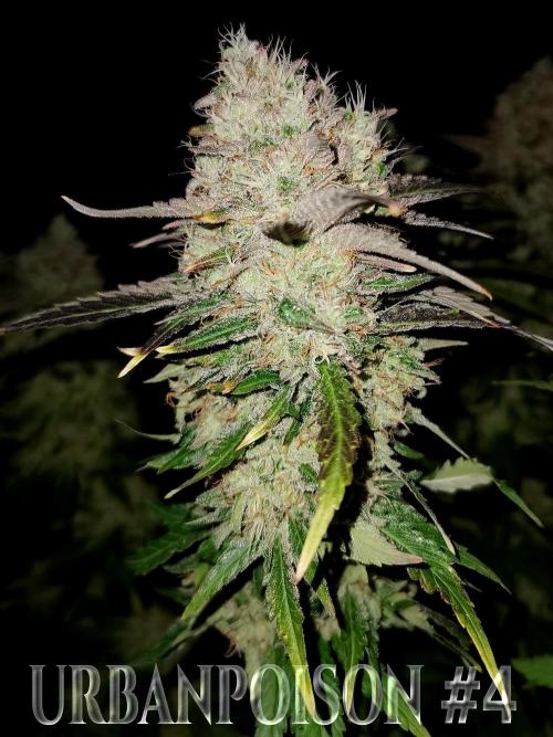 URBAN POISON, GreenWay Solutions.. Week 14 - Nº4 s