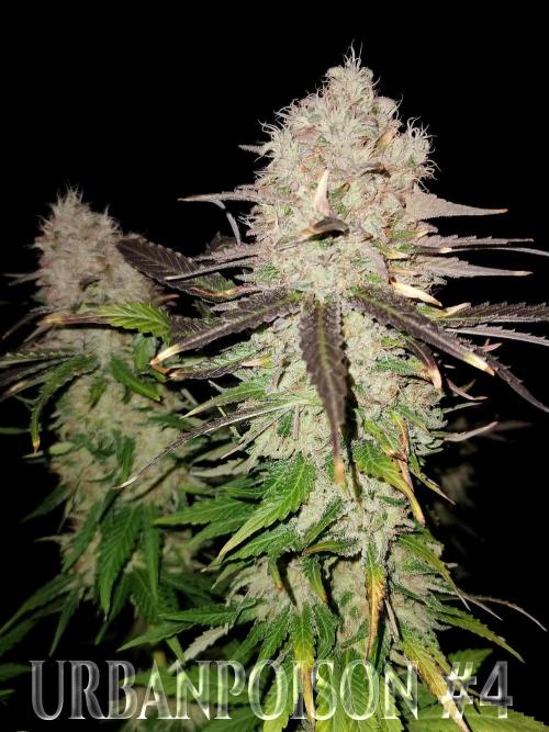 URBAN POISON, GreenWay Solutions.. Week 14 - Nº4 s