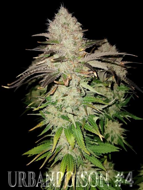 URBAN POISON, GreenWay Solutions.. Week 14 - Nº4 s