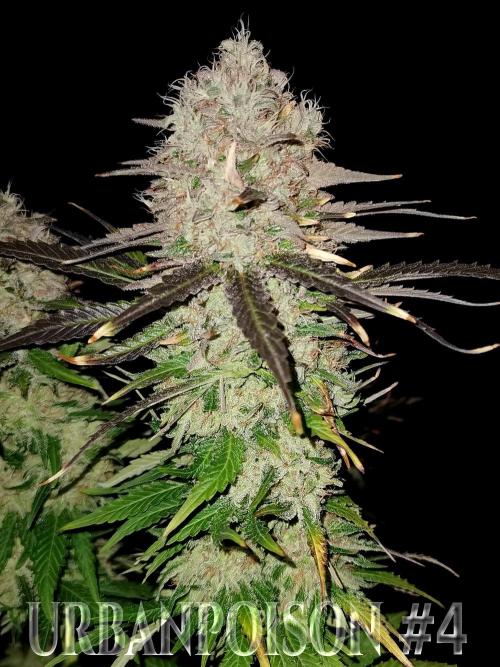 URBAN POISON, GreenWay Solutions.. Week 14 - Nº4 s