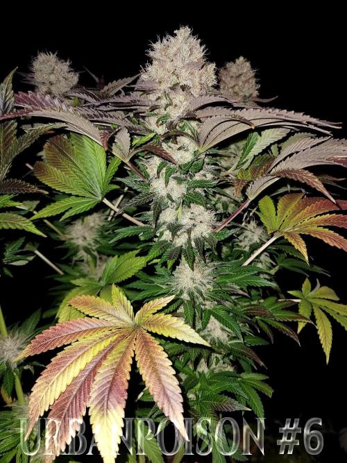 URBAN POISON, GreenWay Solutions.. Week 14 - Nº6 s