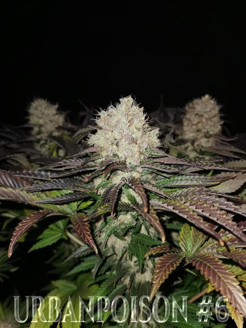 URBAN POISON, GreenWay Solutions.. Week 14 - Nº6 s