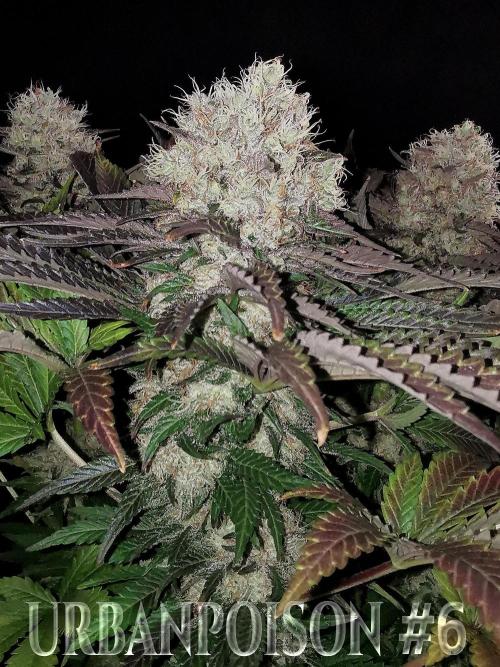 URBAN POISON, GreenWay Solutions.. Week 14 - Nº6 s