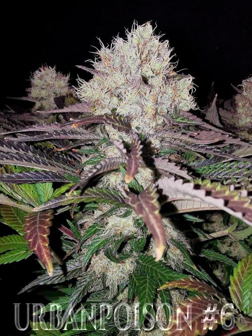 URBAN POISON, GreenWay Solutions.. Week 14 - Nº6