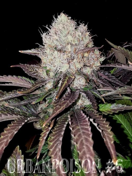 URBAN POISON, GreenWay Solutions.. Week 14 - Nº6