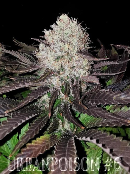 URBAN POISON, GreenWay Solutions.. Week 14 - Nº6 s