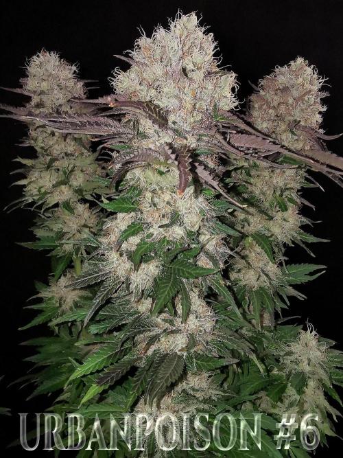 URBAN POISON, GreenWay Solutions.. Week 14 - Nº6 s