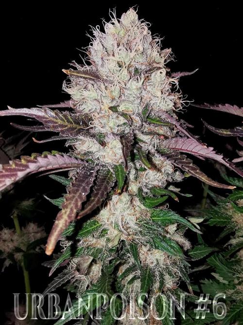 URBAN POISON, GreenWay Solutions.. Week 14 - Nº6