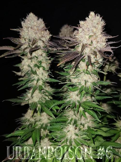 URBAN POISON, GreenWay Solutions.. Week 14 - Nº6