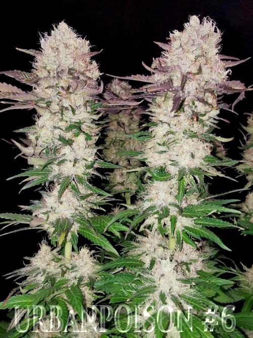 URBAN POISON, GreenWay Solutions.. Week 14 - Nº6 s