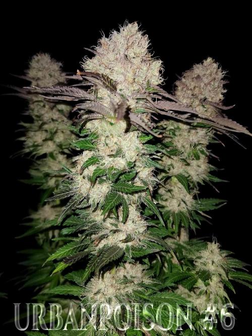 URBAN POISON, GreenWay Solutions.. Week 14 - Nº6 s